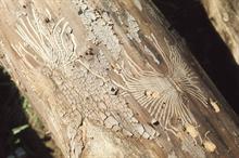 Tunnels made by elm bark beetle under elm bark. Image: Flickr/Dr Mary Gillham Archive Project (CC by 2.0)